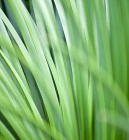 Vegetation