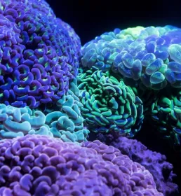 Corals - Captive Services