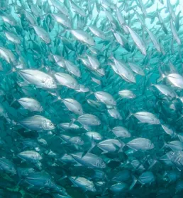 Shoal of fish