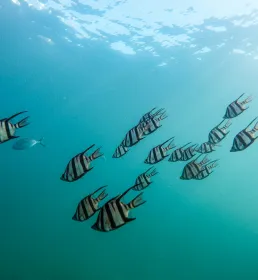 Shoal of zebra fish