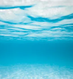 Sea shot - captives