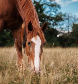 Chestnut horse grazing in field