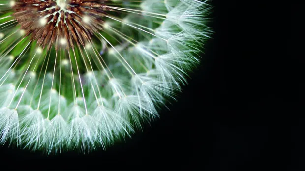 Care dandelion Care dandelion