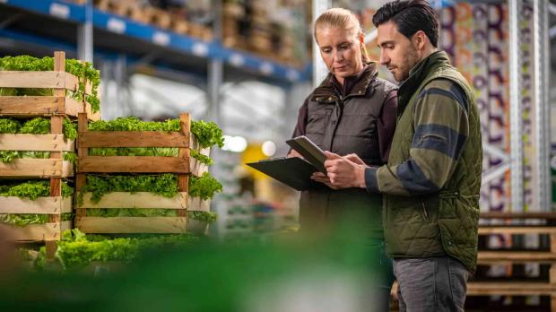  male and female worker stand in a factory, consulting a tablet computer as they review crates of lettuce