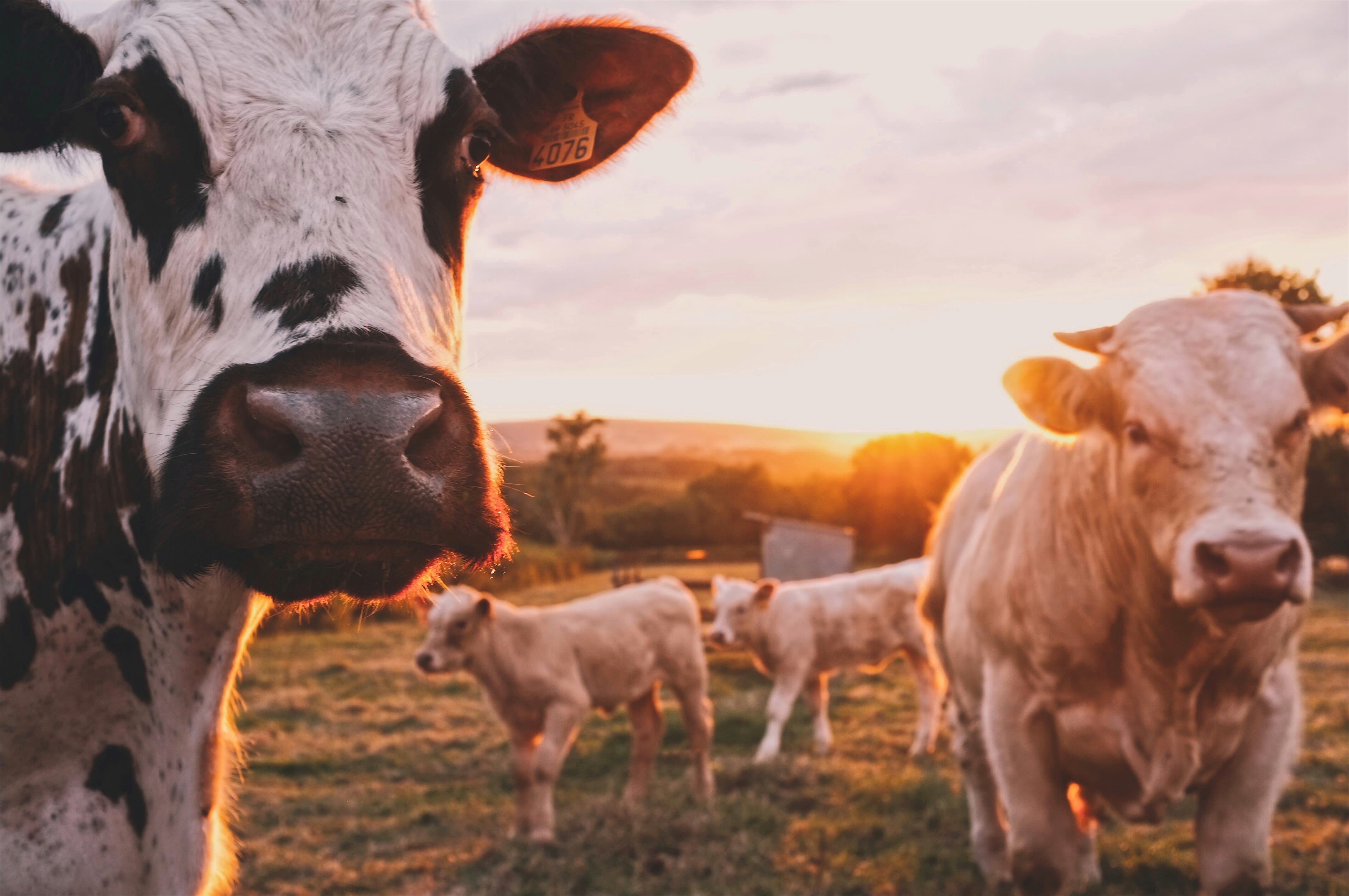Two cows peering into camera at sunset