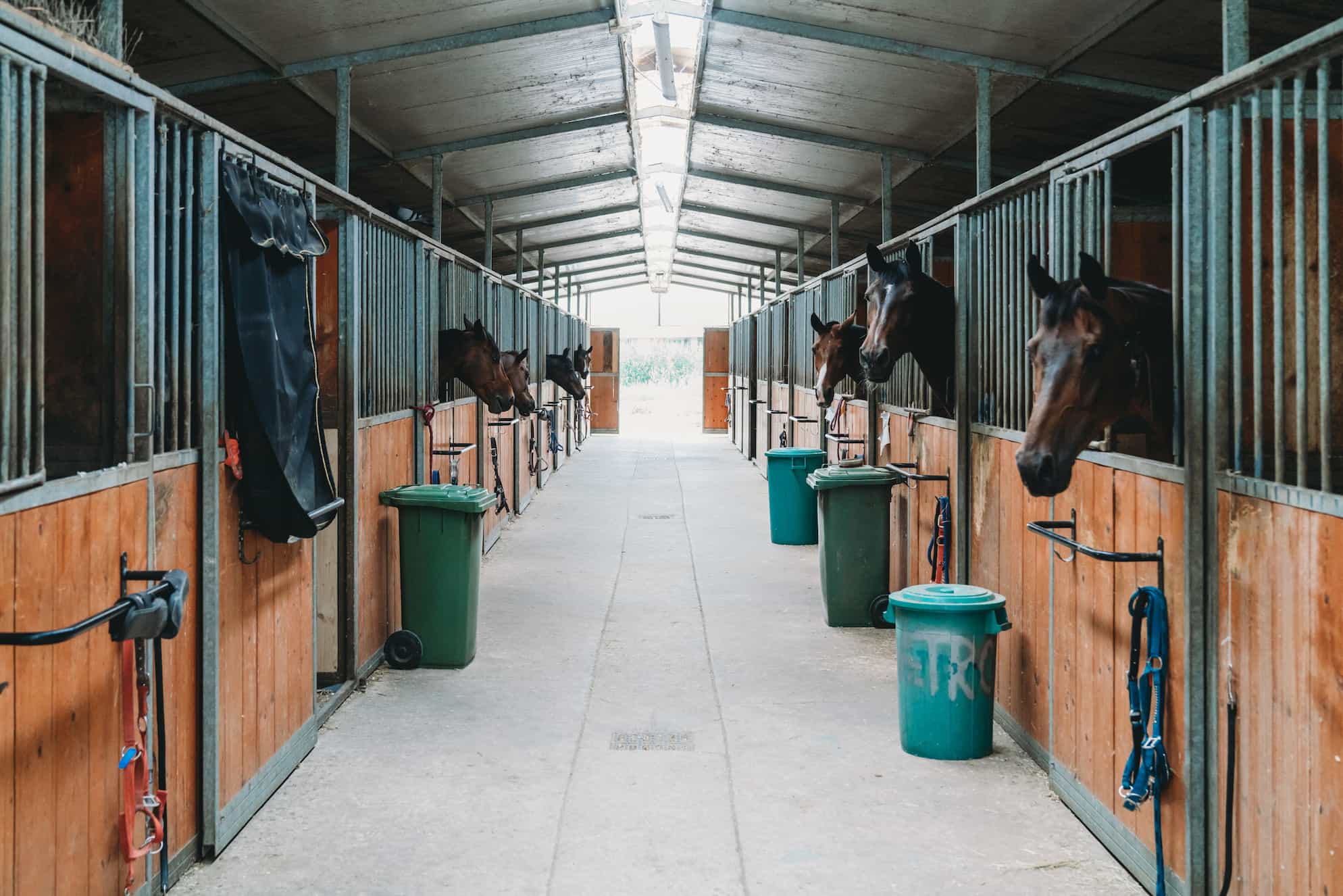 Horses in stables