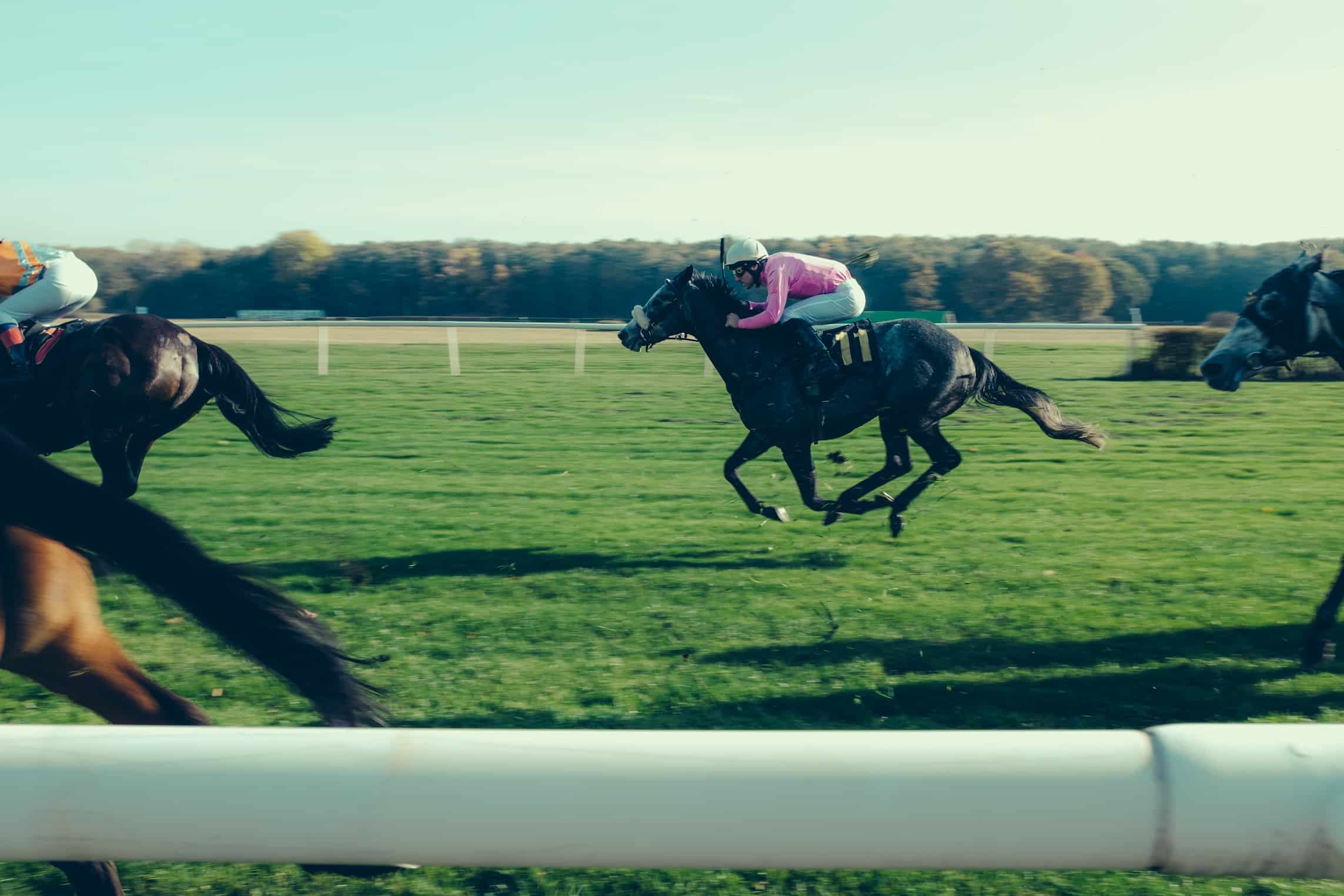 Bloodstock horse racing