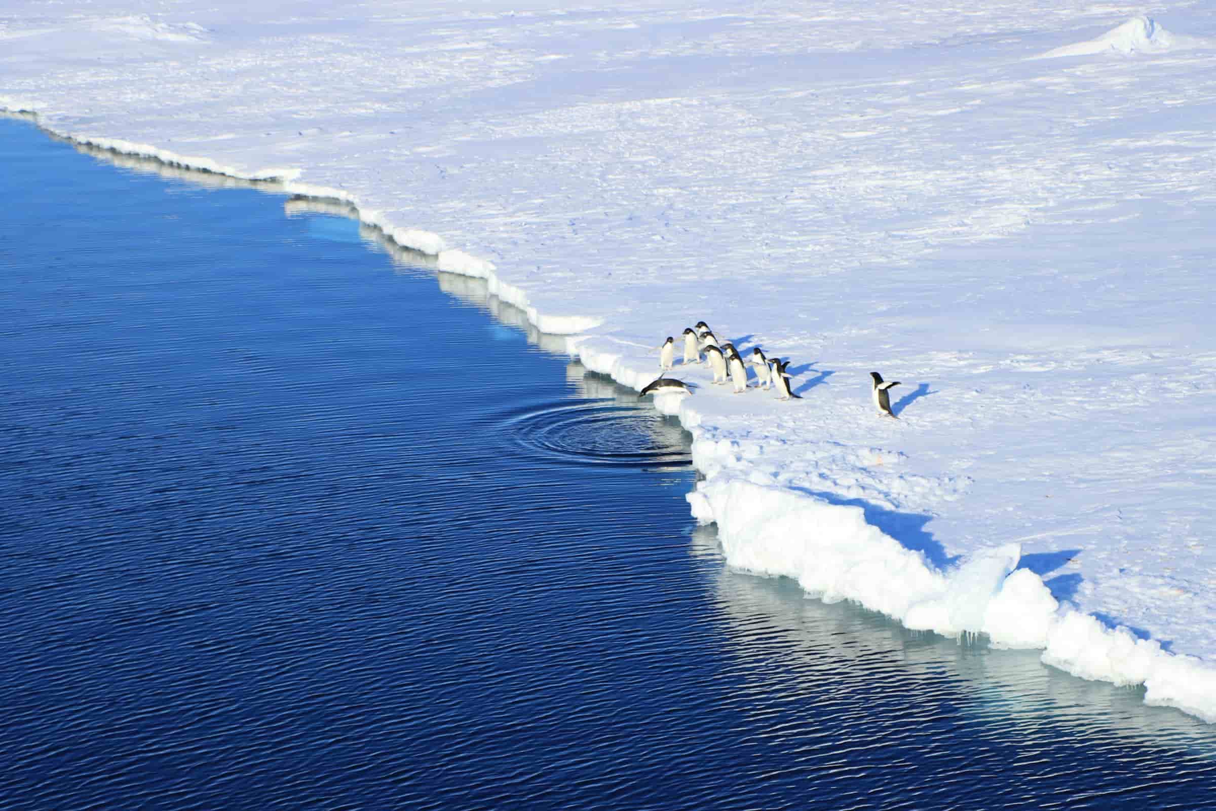 Penguins diving off an ice flow