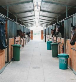 Horses in stables