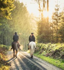 Two ponies on a trek through the countryside