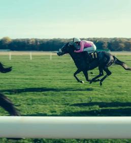 Bloodstock horse racing