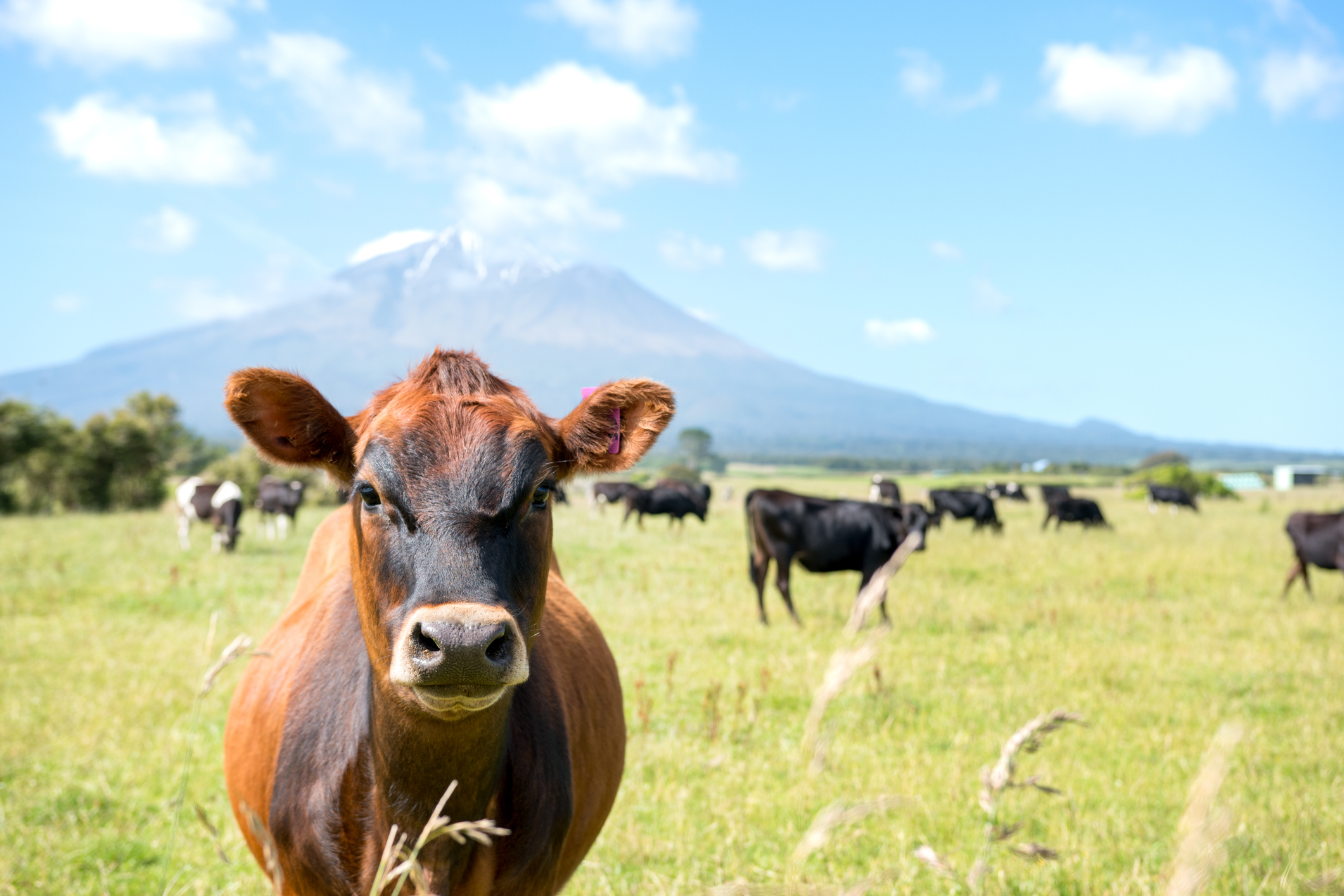 New Zealand Dairy