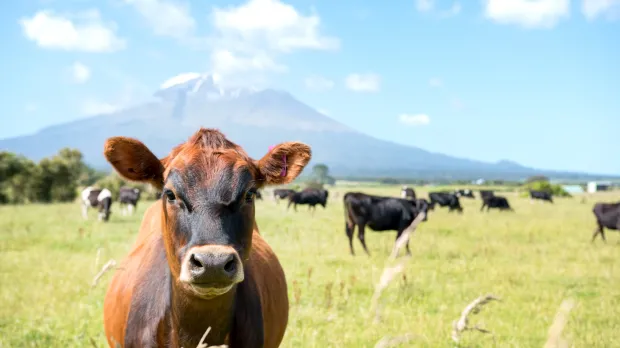 New Zealand Dairy 