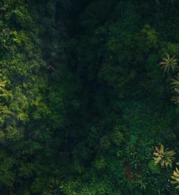 aerial view of a rainforest