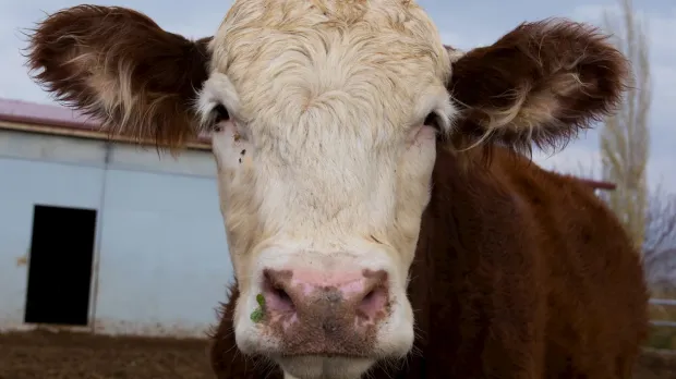 A cow A cow