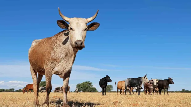 Livestock - a herd of cows A cow stands away from the herd. The sky is very blue and the grass is yellow
