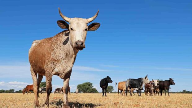 A cow stands away from the herd. The sky is very blue and the grass is yellow
