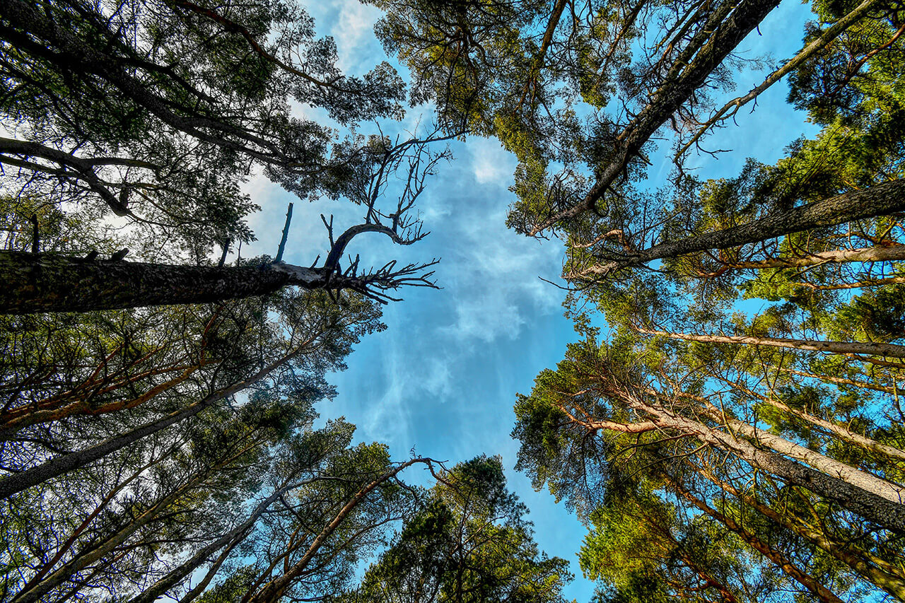 Looking up at tree tops