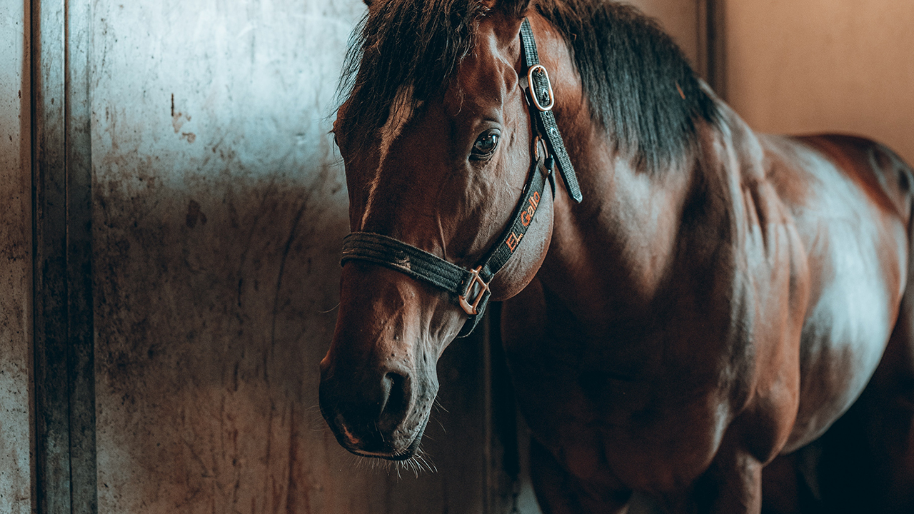 Horse and esquire